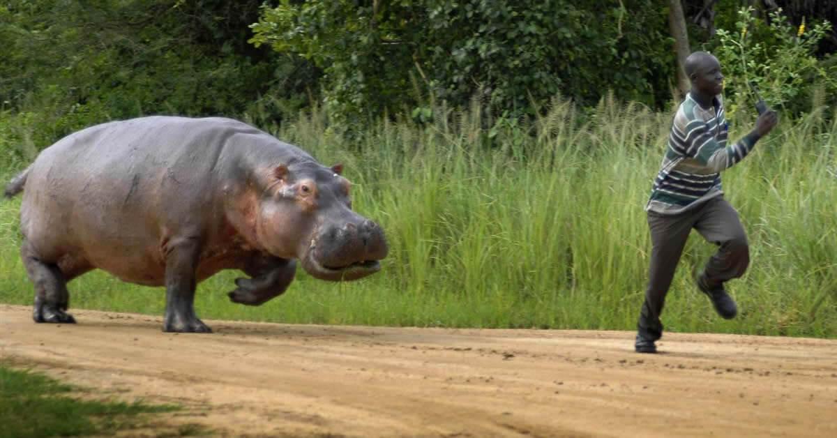 Sofala: conflito homem fauna bravia continua a preocupar autoridades  