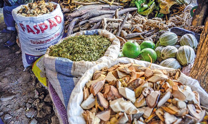 Associação dos médicos tradicionais da sadc quer protecção das plantas