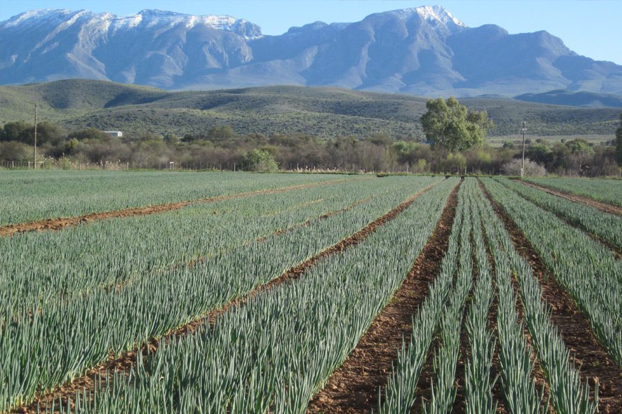 Autoridade da concorrência aprova aquisição da klein karoo pela etg