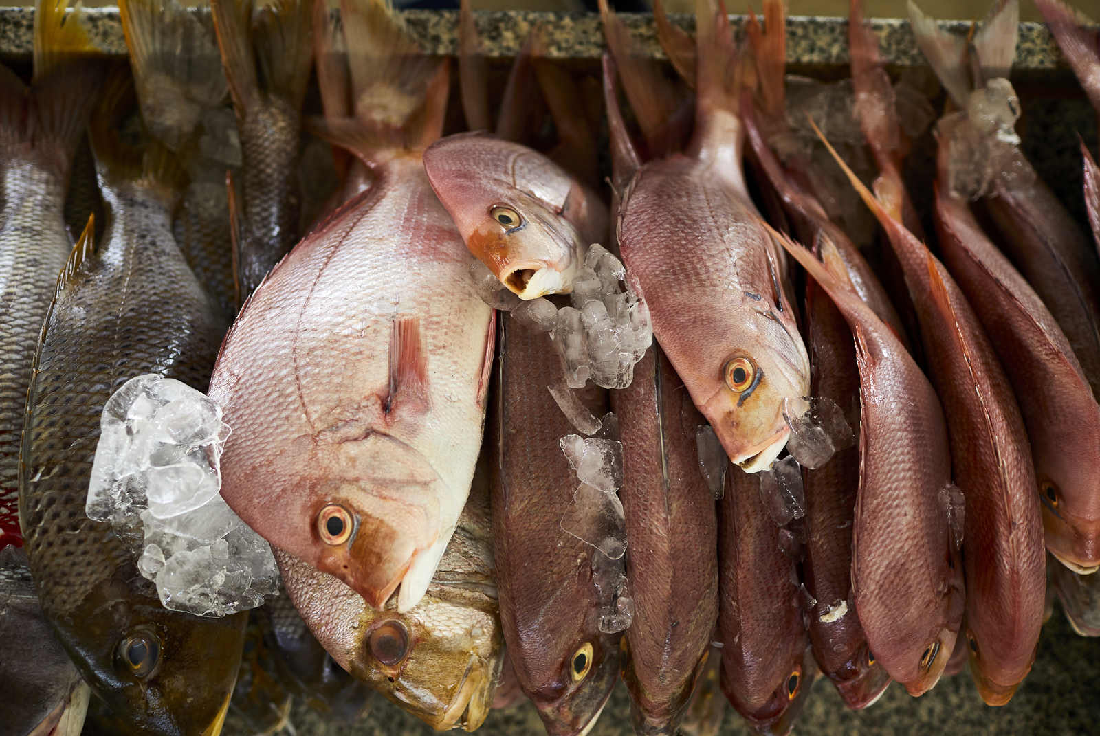 Bad destaca a pesca interior como salvação para milhões de