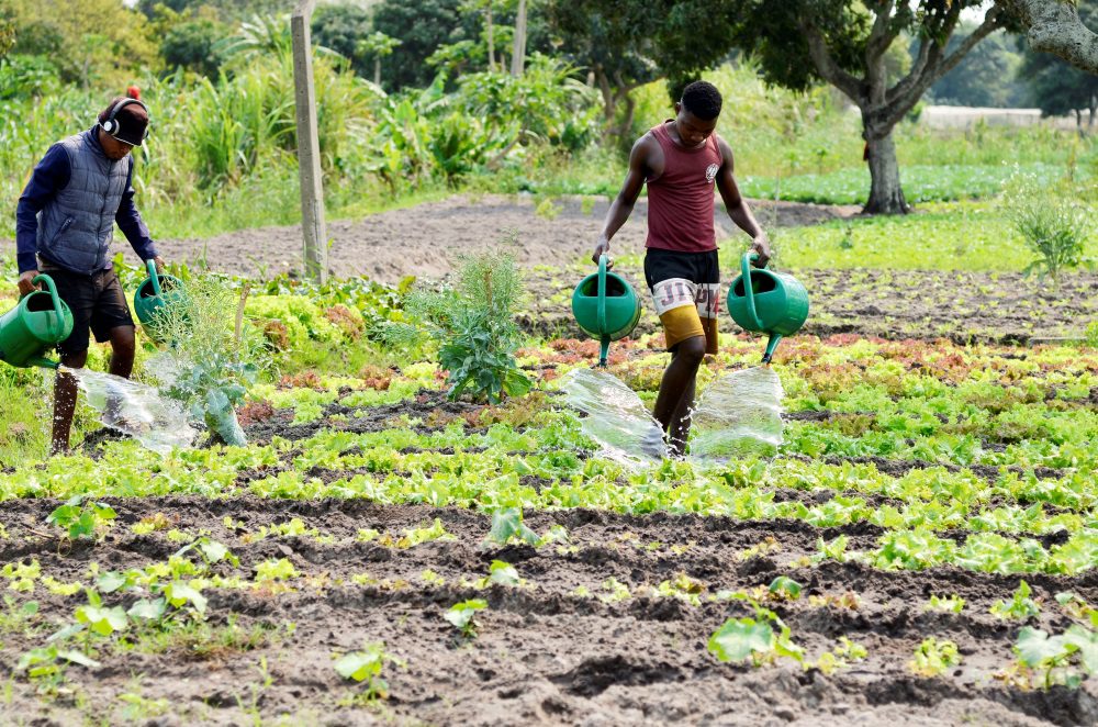 Maputo: união de camponeses pede disseminação de leis a favor