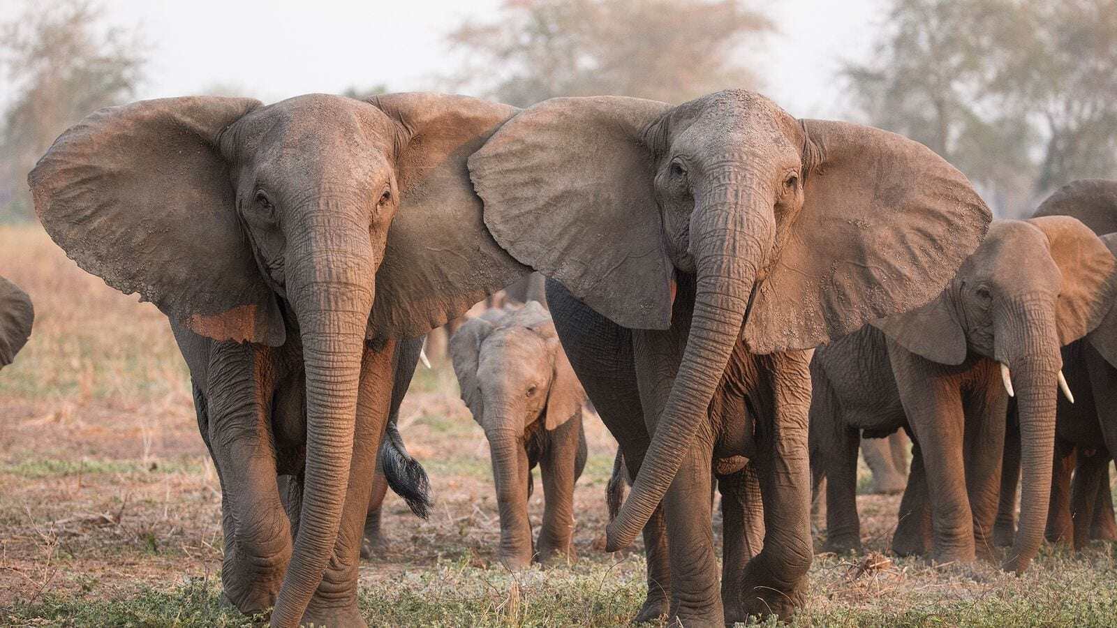 Moçambique realiza censo de elefantes e outros grandes mamíferos