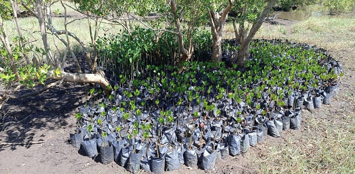 Nampula já restaurou 50 mil plantas de mangal destruídas pelos