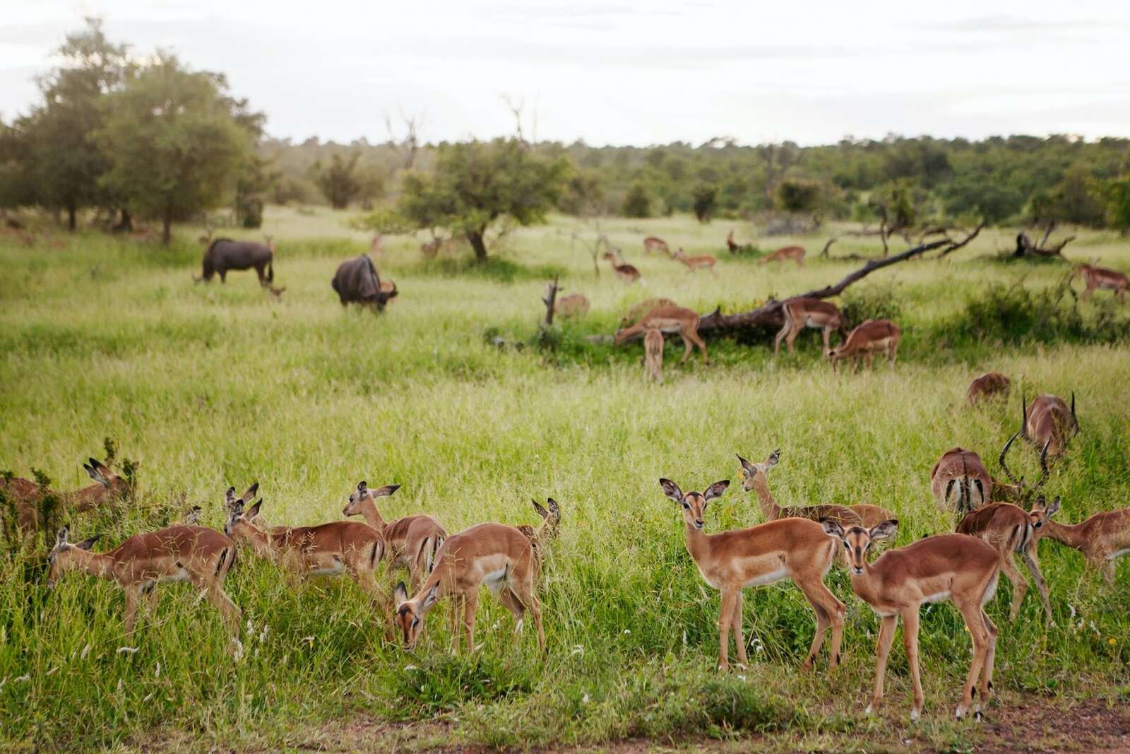 Noruega desembolsa 4,4 milhões de dólares para desenvolver gorongosa