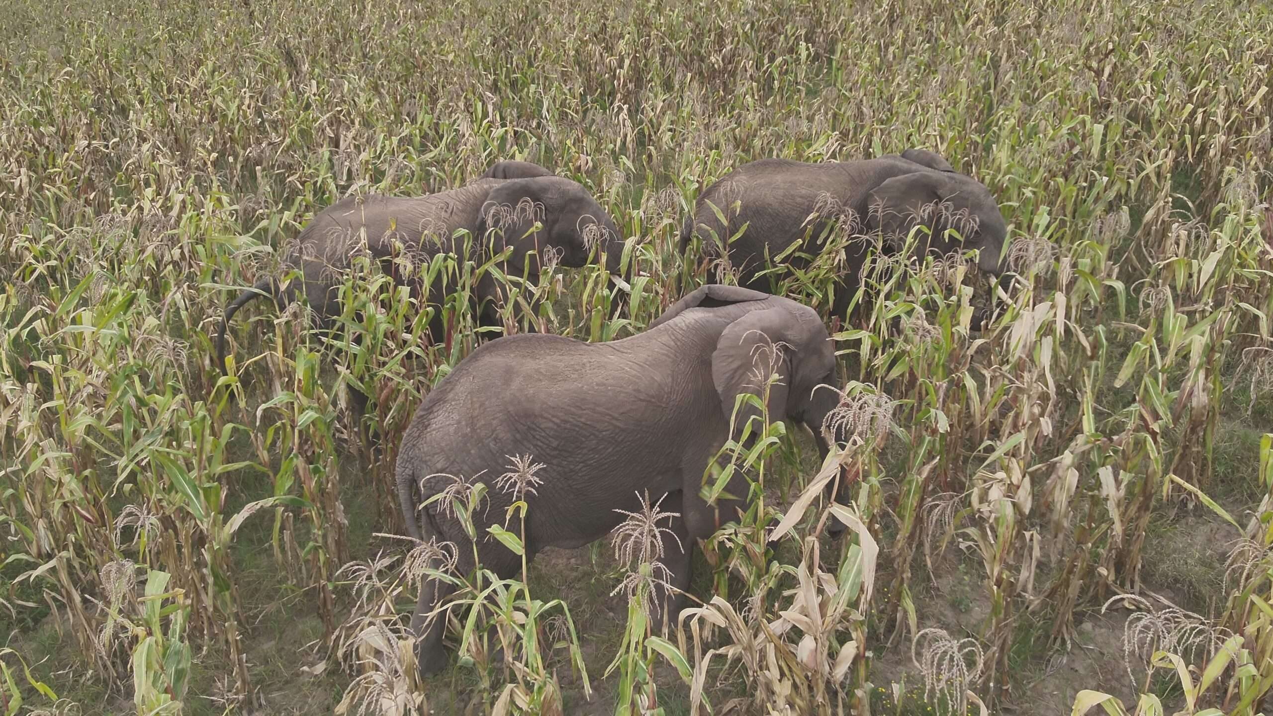 Província de maputo: vedação da área de conflito homem fauna