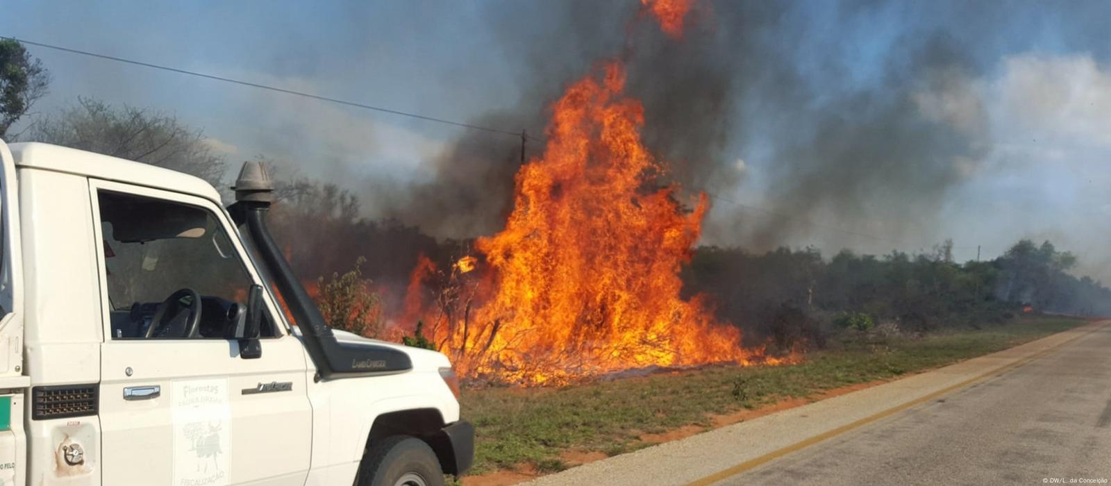 Queimadas descontroladas destroem mais de 63 mil hectares de floresta