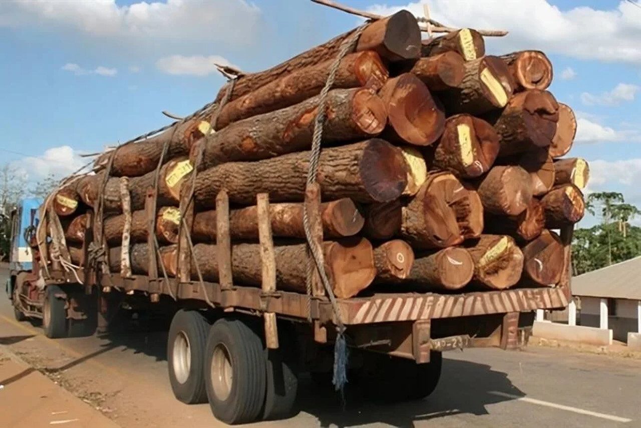 Reduz exportação de madeira em cabo delgado devido à situação