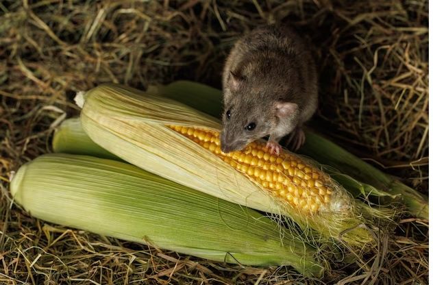 Sofala: praga de ratos arrasa milho em vunduzi