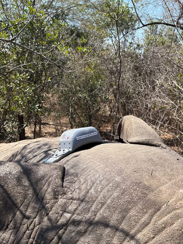 Tete/conflito homem e fauna braviaː elefantes com colares satélites de