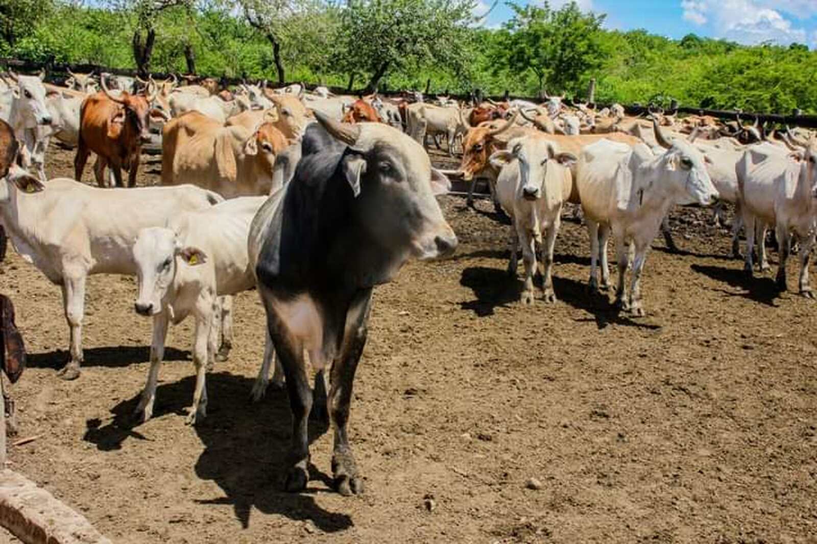 Autoridades restringem a circulação de gado em moamba devido ao