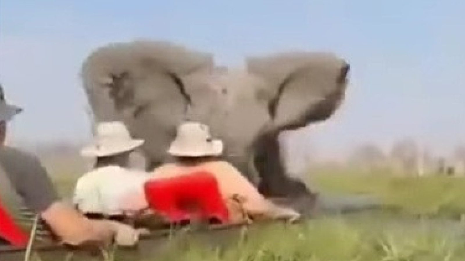 Elefante ataca turistas em excursão no botsuana