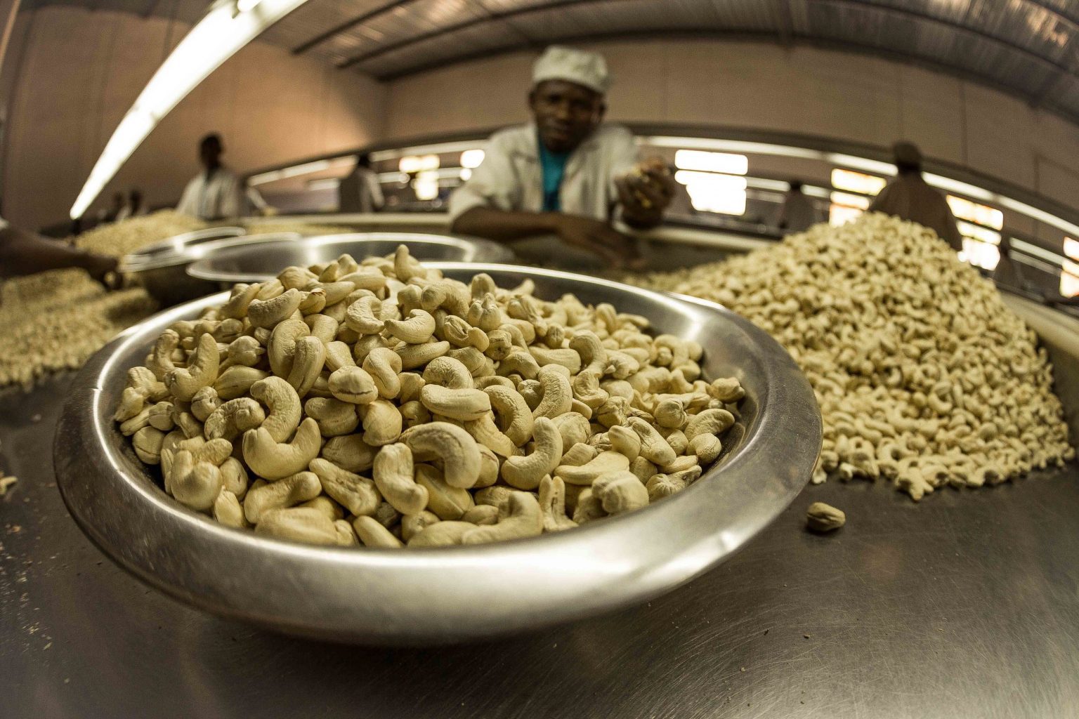 Governo quer quadruplicar produção nacional da castanha de caju em