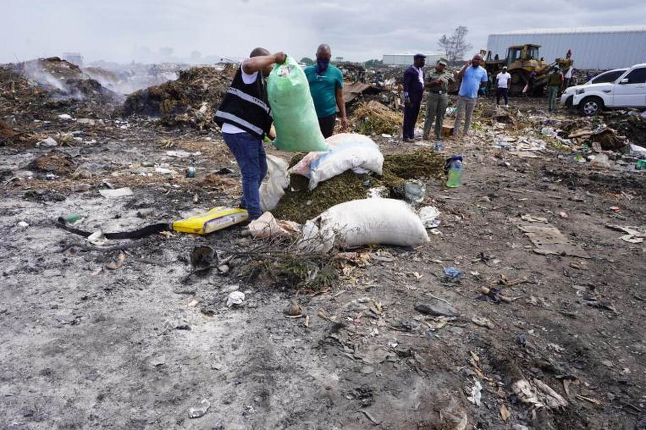 Mp incinera 370 kg de canábis sativa em mocuba