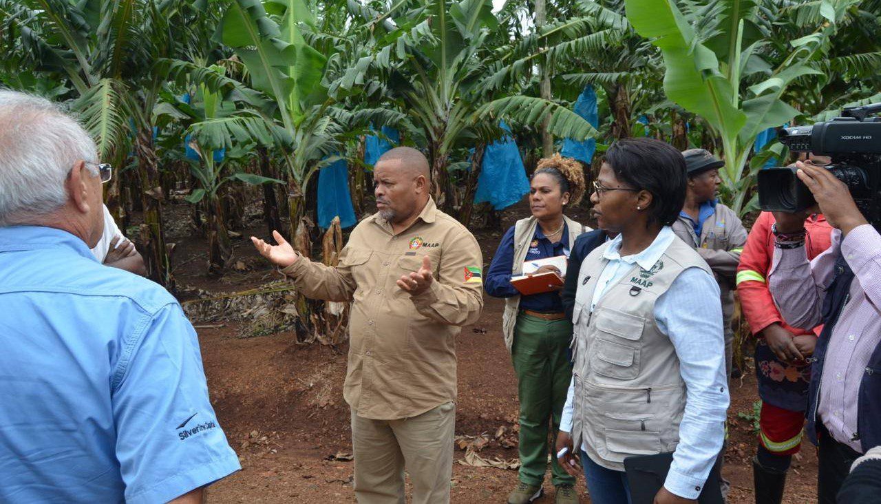 Moçambique aposta na produção da banana como motor do crescimento