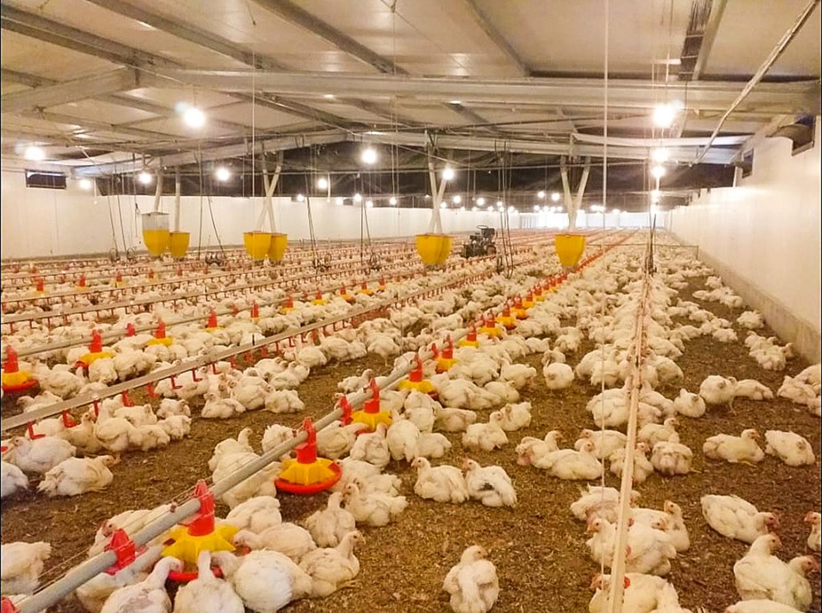 Moçambique aposta no fim de importações de frango no presente