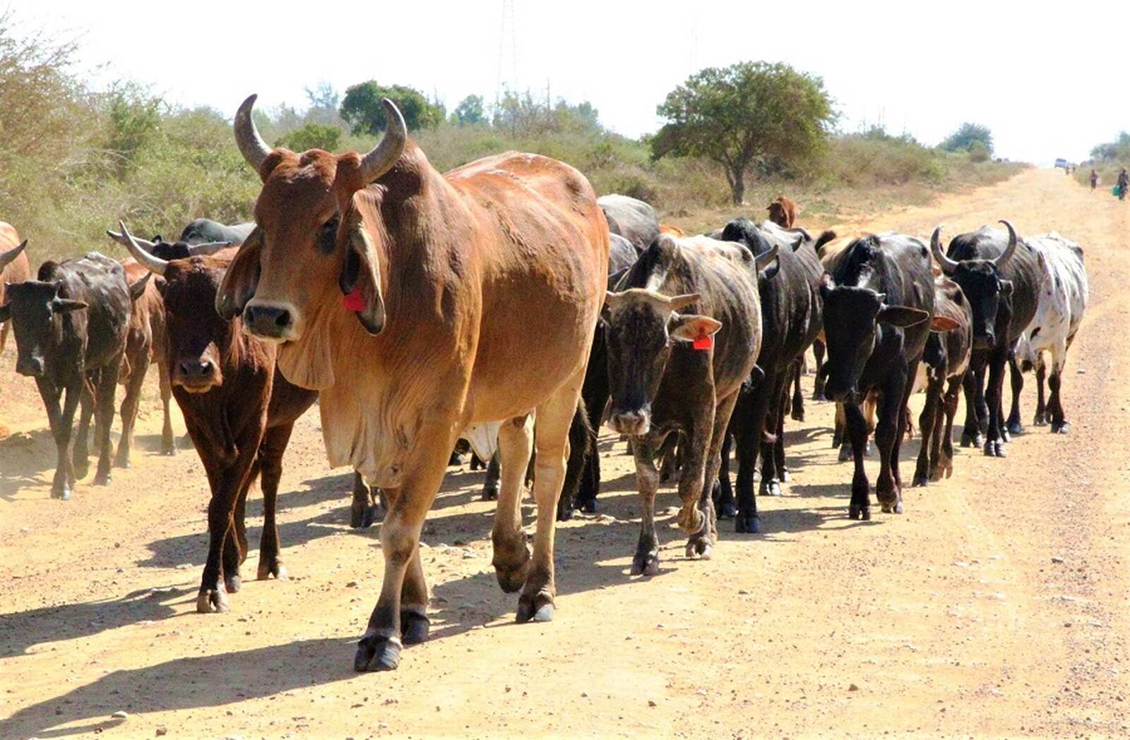 Moçambique mobiliza um milhão de vacinas para conter surto de