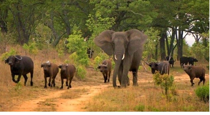 Niassa: animais bravios  criam pânico em comunidades de mecula