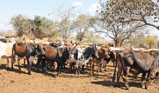 Província de maputo: restrição de circulação de animais em sábie