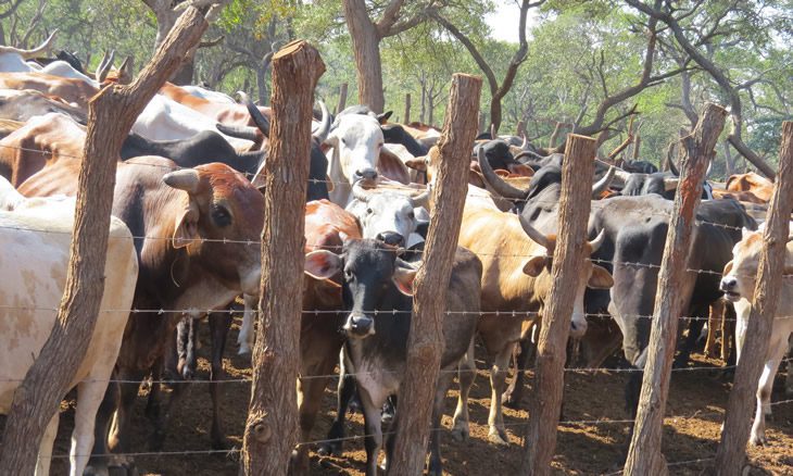 Província de maputo: roubo de gado e culturas preocupam população
