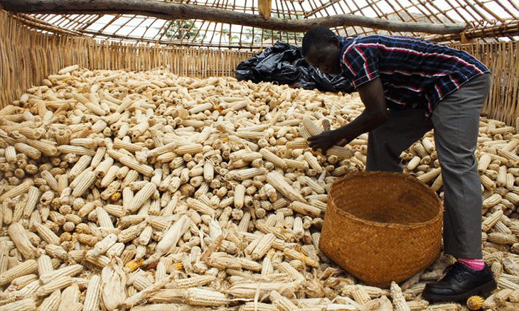  tete: está garantida a segurança alimentar no distrito de chiúta