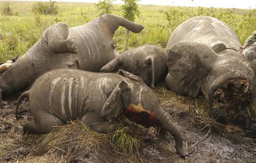 Inhambane: caçadores furtivos invadem parque do zinave e reserva de