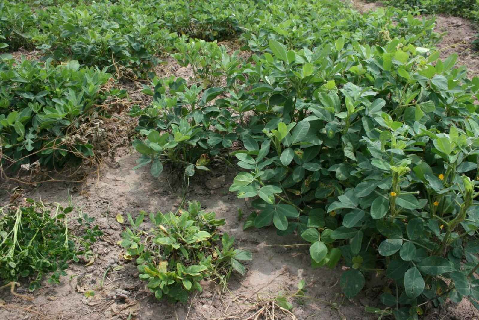 Nampula vai introduzir novas variedades de amendoim resistentes à doença