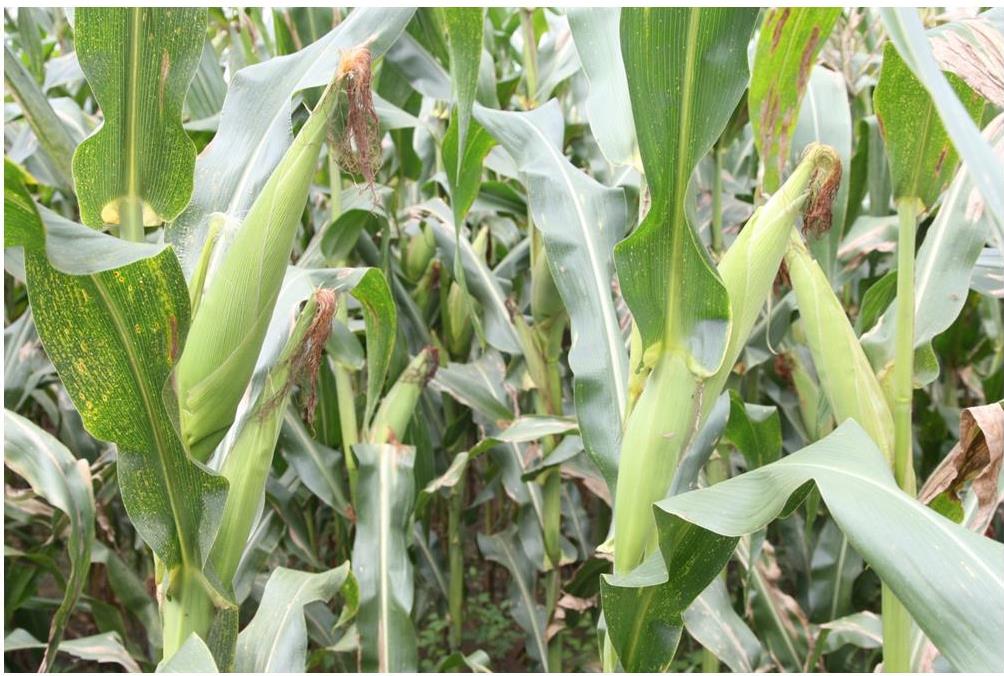 Niassa quer revalidar título de um dos maiores produtores do