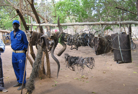 Sofala: cerca de 5 mil armadilhas mecânicas desactivadas numa coutada