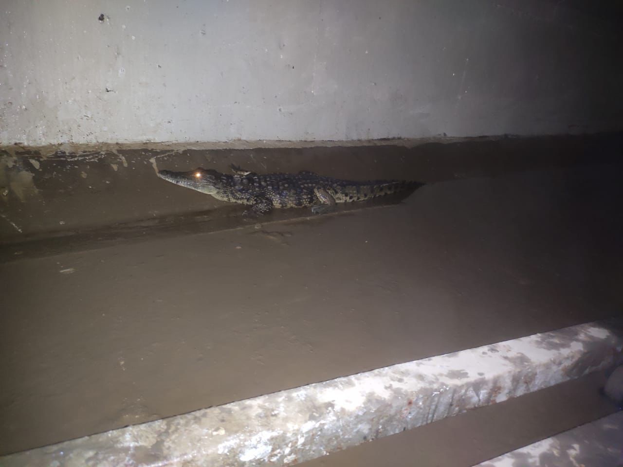 Encontrados dois crocodilos na drenagem da “samora machel”