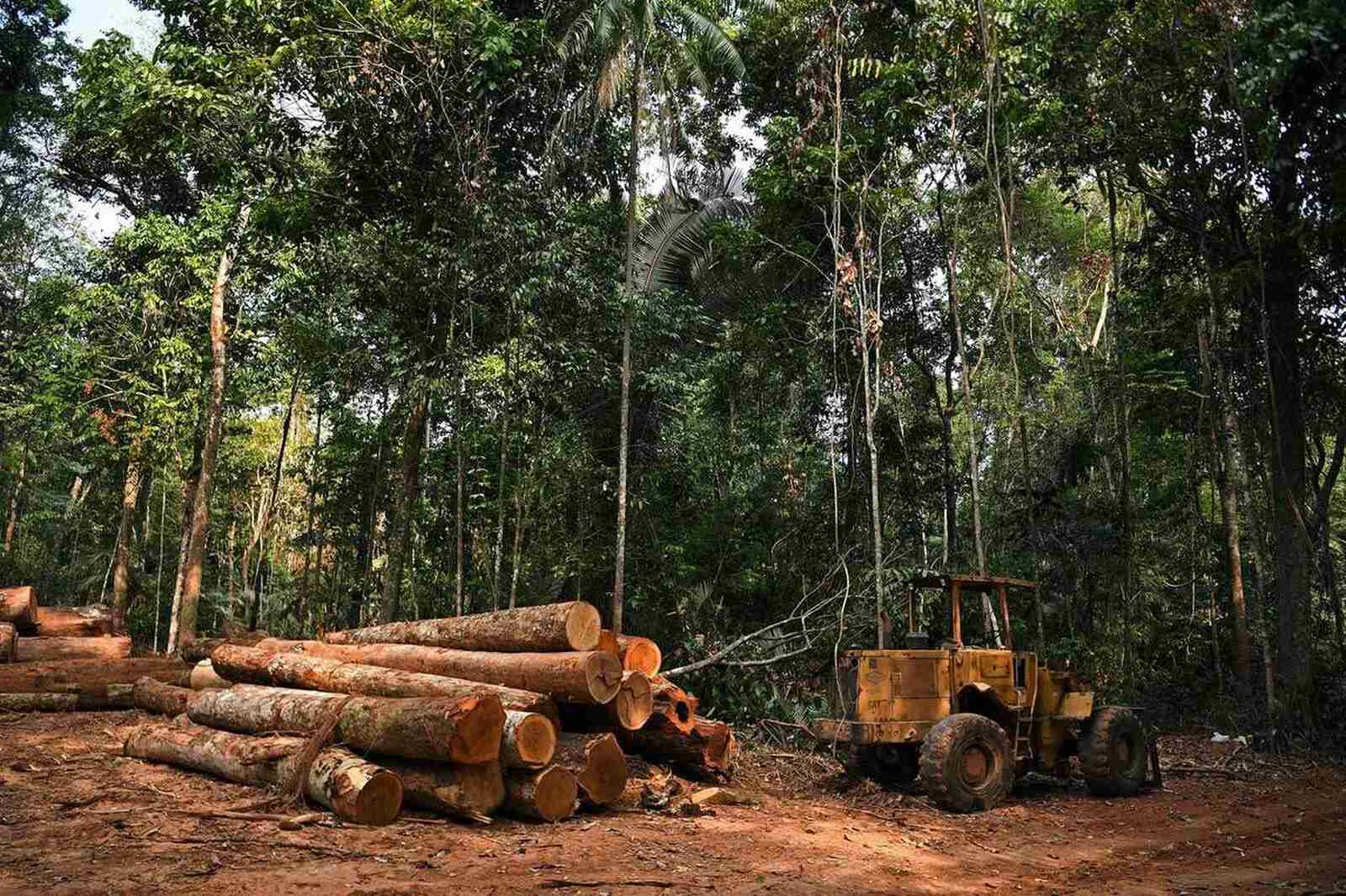 FSC lança nova Norma Provisória de Gestão Florestal para Moçambique