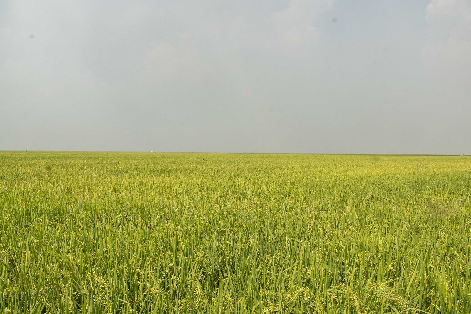 Gaza: regadio do baixo limpopo prevê produção de 30 mil