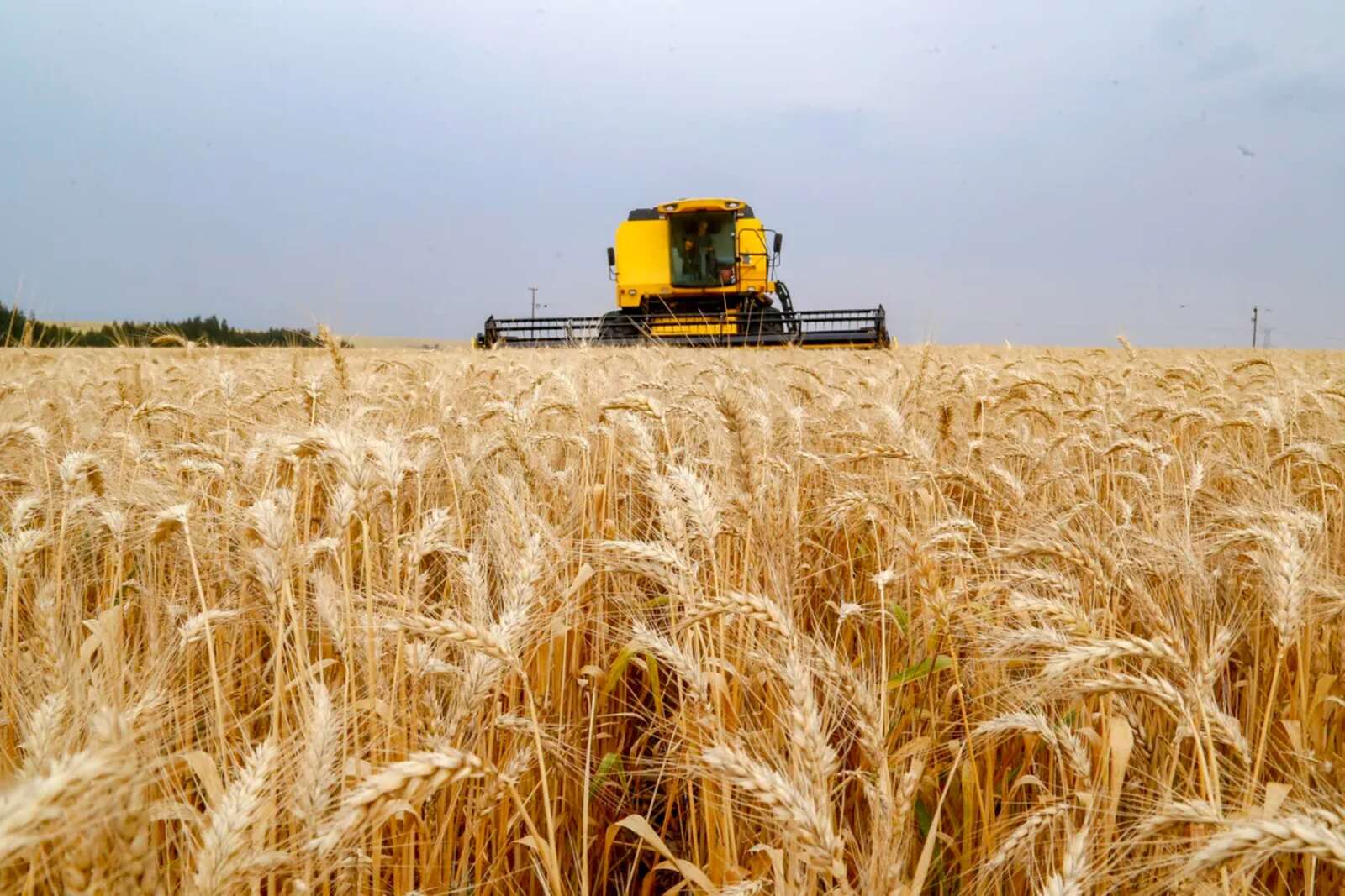 Gaza passa a produzir trigo para o mercado nacional e