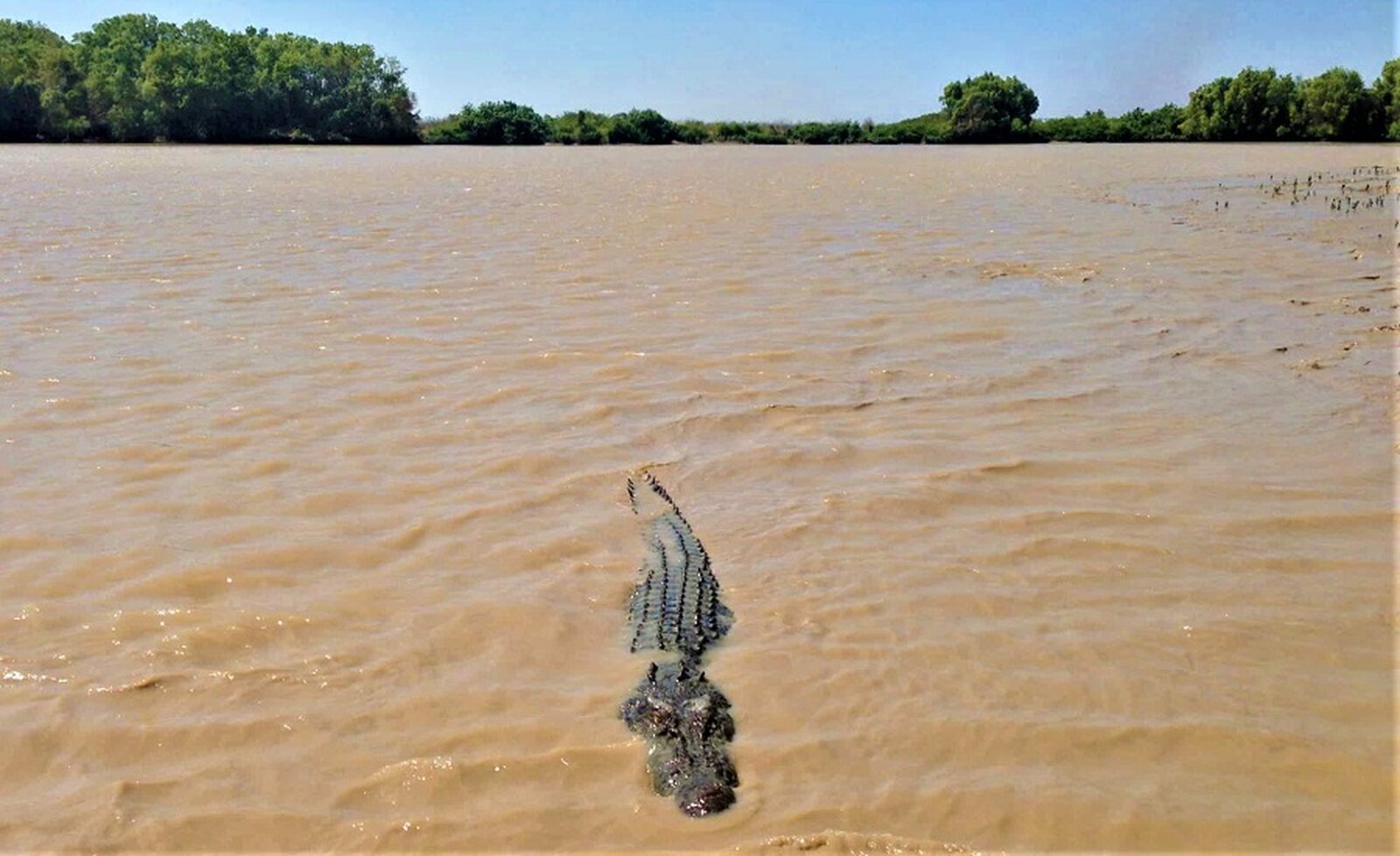 Crocodilos invadem Barragem de Massingir e colocam autoridades em alerta