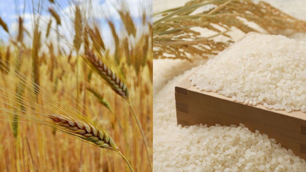 Governo moçambicano passa a ser o único importador de arroz