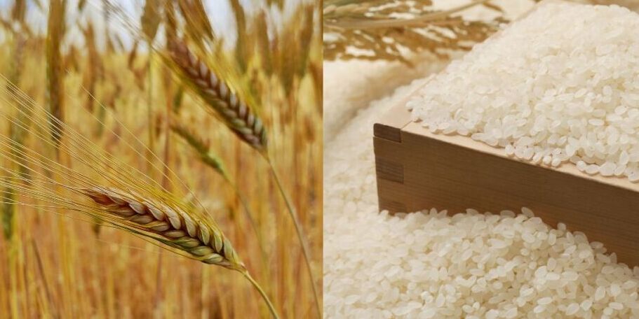 Instituto de Cereais encerra submissão para importação de arroz e