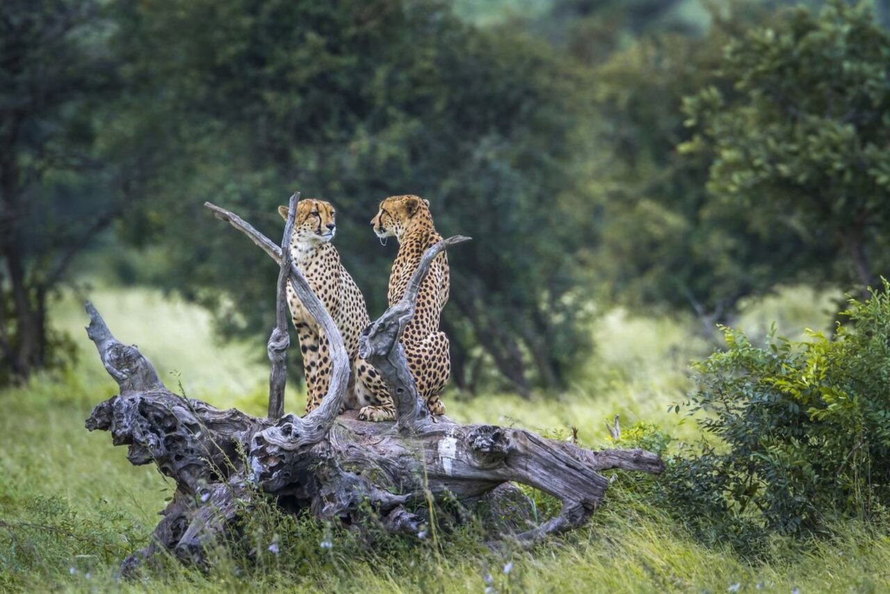 Kruger Park reabre as portas para visitas diurnas após inundações