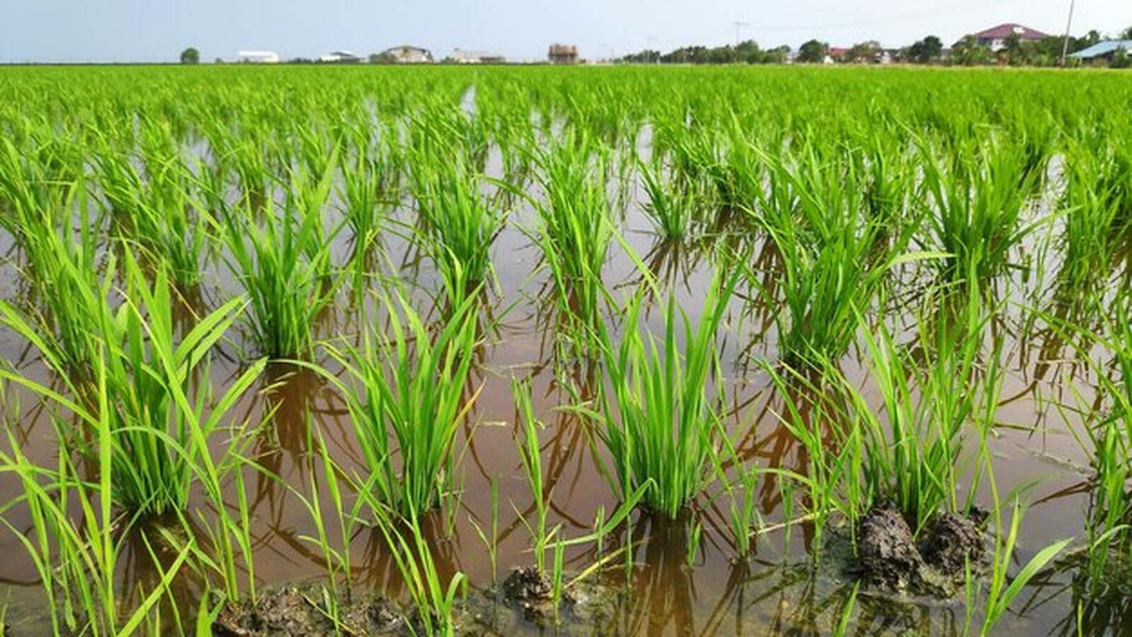 Mais de 3.600 hectares de arroz dados como perdidos na