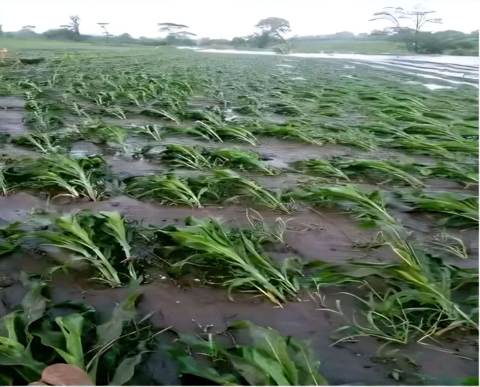 Mais de 700 hectares de produção de sementes ficaram inundados