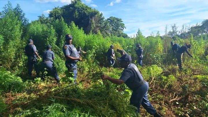Polícia sul africana descobre plantação de "suruma" avaliada em cerca de