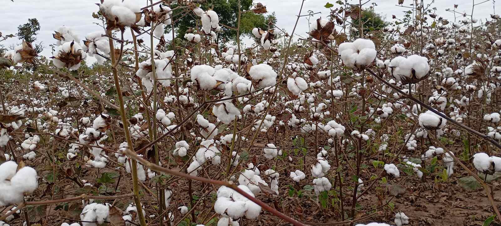 Sociedade Algodoeira do Niassa obtém a mais recente norma global
