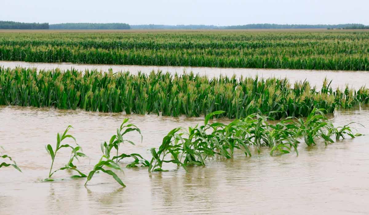 Agência do Zambeze anuncia fundo de 70 milhões para produtores