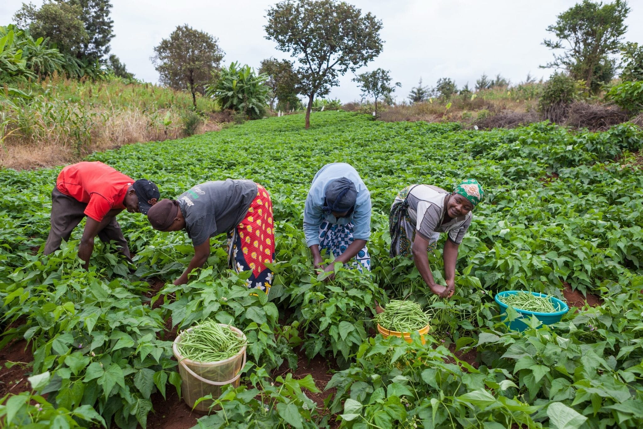 Governo de Maputo aprova Plano Operacional de Comercialização Agrícola