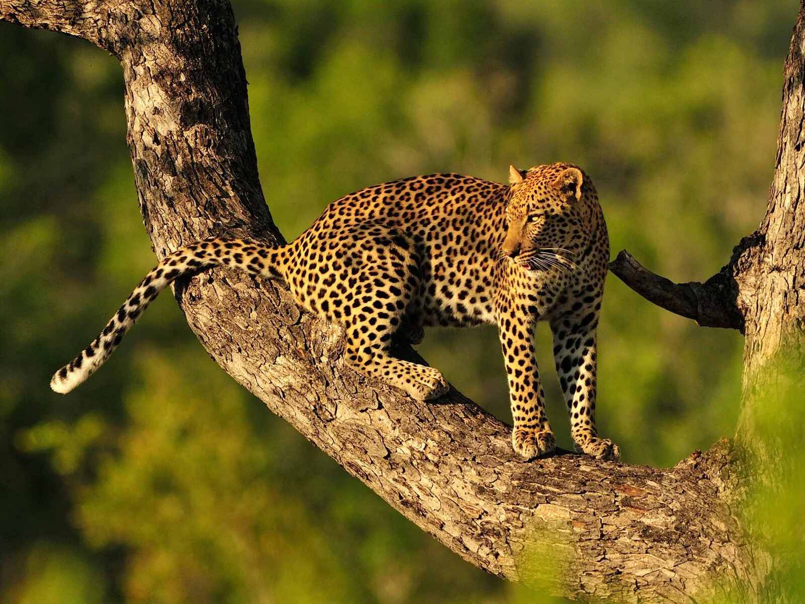Projecto de restauração da Gorongosa anuncia Bolsa Marc Stalmans
