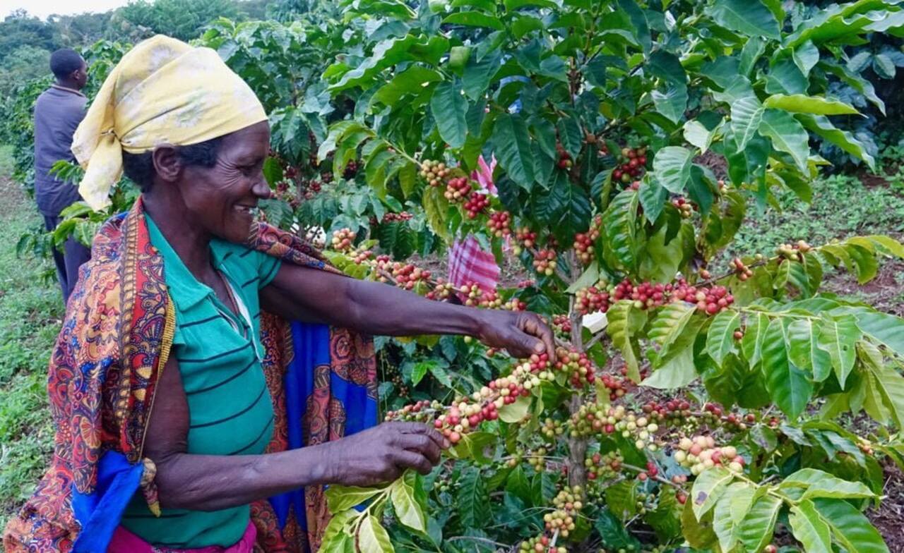 Café moçambicano ganha destaque no mercado internacional por apresentar características