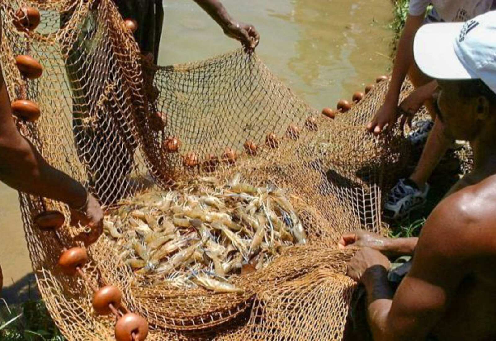 Governo mobiliza sector privado para a transformação pesqueira em Moçambique