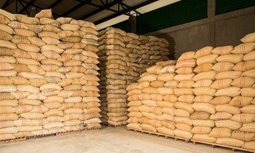 ICM garante aquisição de 250 mil toneladas de arroz para