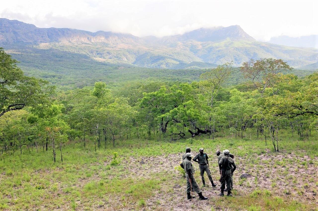 Mais de 200 mil hectares de florestas destruídos no ano