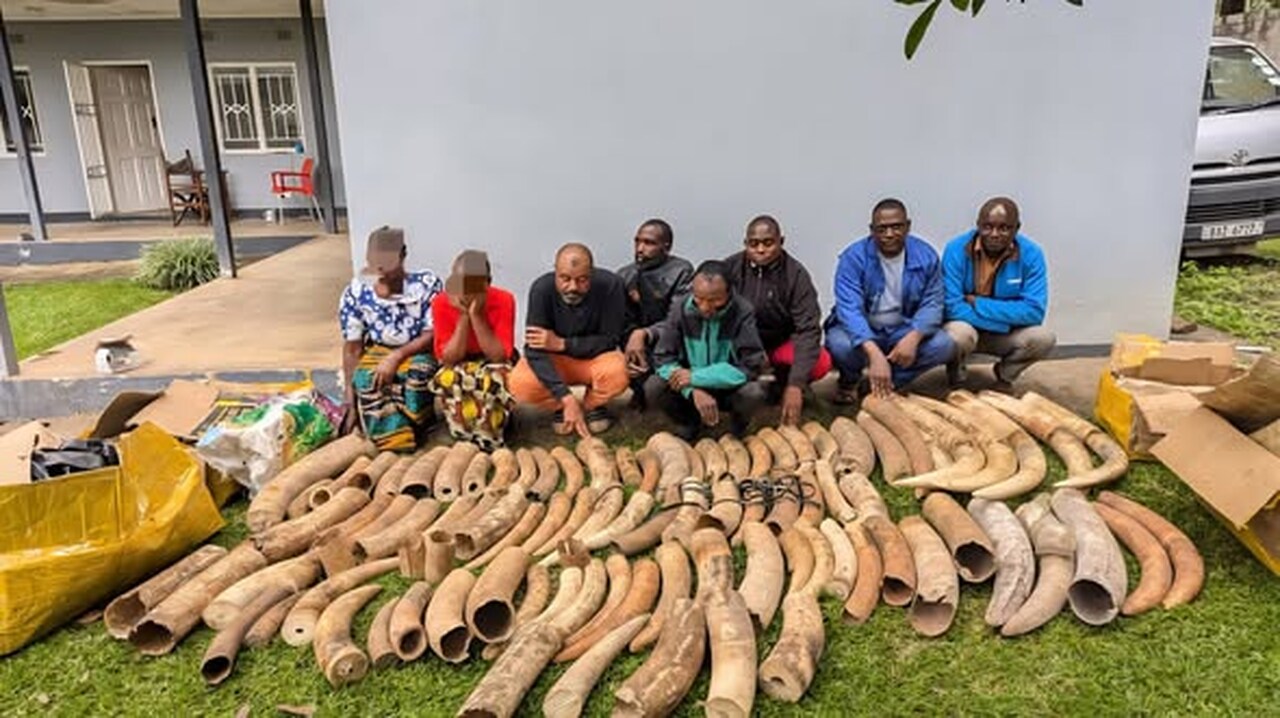 Tanzâniaː Mais de 450kg de marfim apreendidos em grande operação