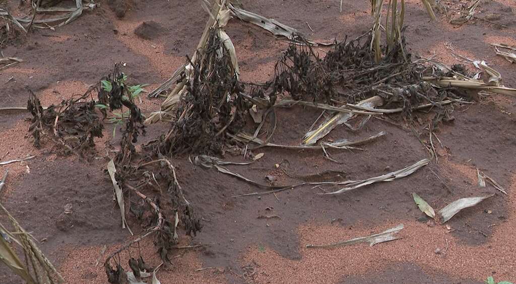 Efeitos climáticos ameaçam segurança alimentar em Tete