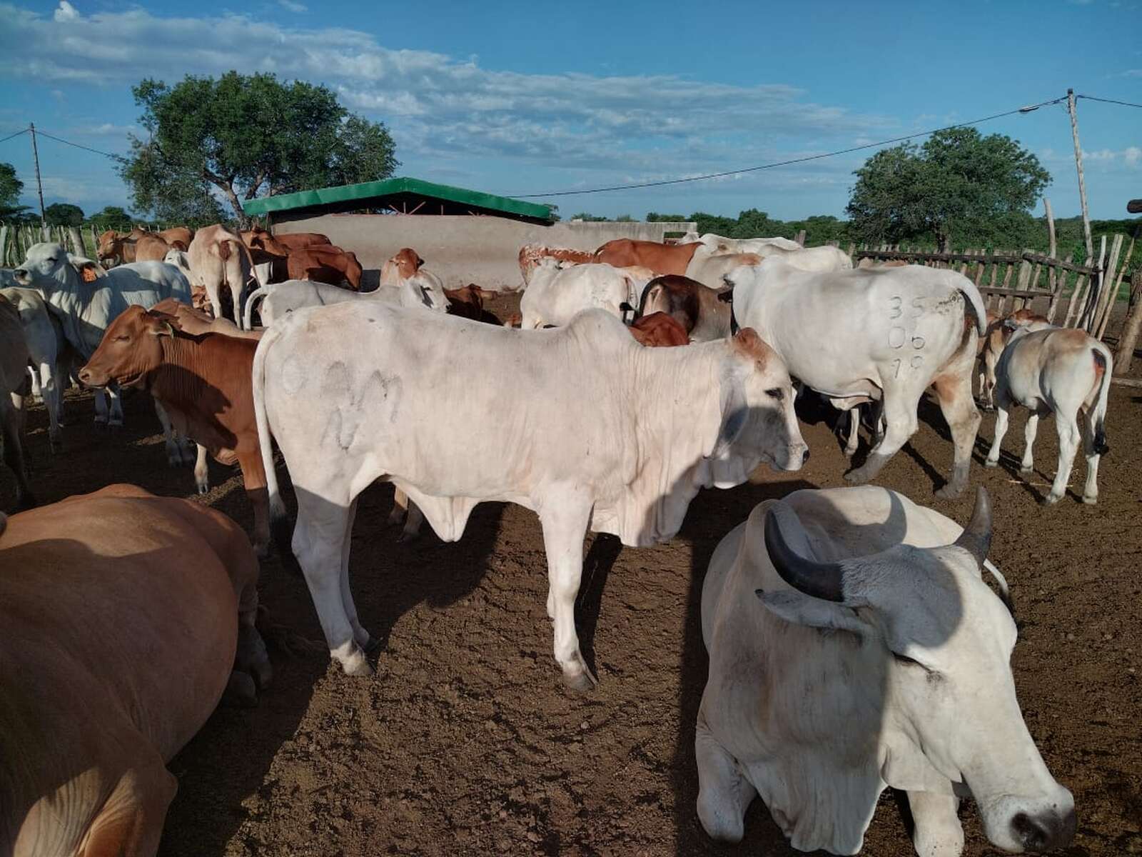 Autoridades declaram Maputo livre da febre aftosa após a morte